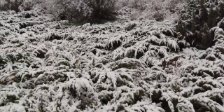 秋末，瓦拉多利德的坎特拉克公园里有一场暴风雪