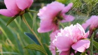 粉红色的牡丹在春天盛开。日落时牡丹花上水珠飞落。视频素材模板下载