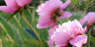 粉红色的牡丹在春天盛开。日落时牡丹花上水珠飞落。