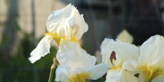 白色的鸢尾在初夏开花。日落时，水滴落在白色的鸢尾花上。