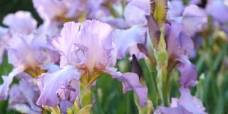 紫罗兰蝴蝶花在初夏盛开。日落时，水滴落在白色的鸢尾花上。