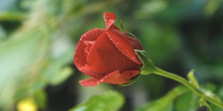 夏天，一朵红玫瑰在花园里盛开。