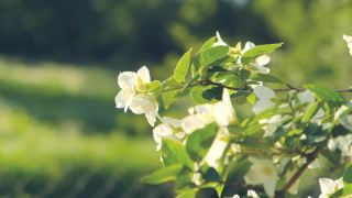 夕阳下盛开的茉莉花枝。美丽的雪白的茉莉花在水滴里。视频素材模板下载