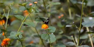 多丽丝·龙翼蝴蝶，多丽丝，在花上动翅膀