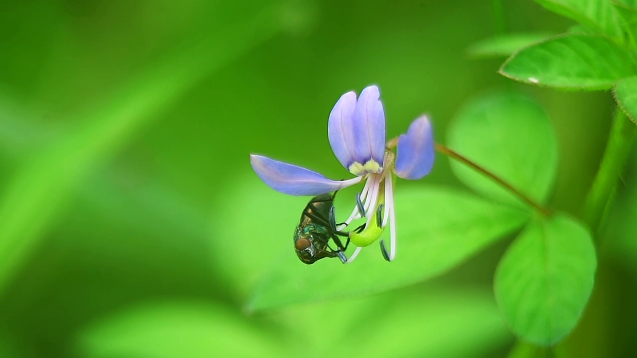 小苍蝇在一朵花上的特写