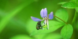 小苍蝇在一朵花上的特写