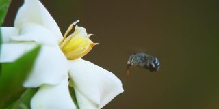 蓝带蜜蜂飞近白花