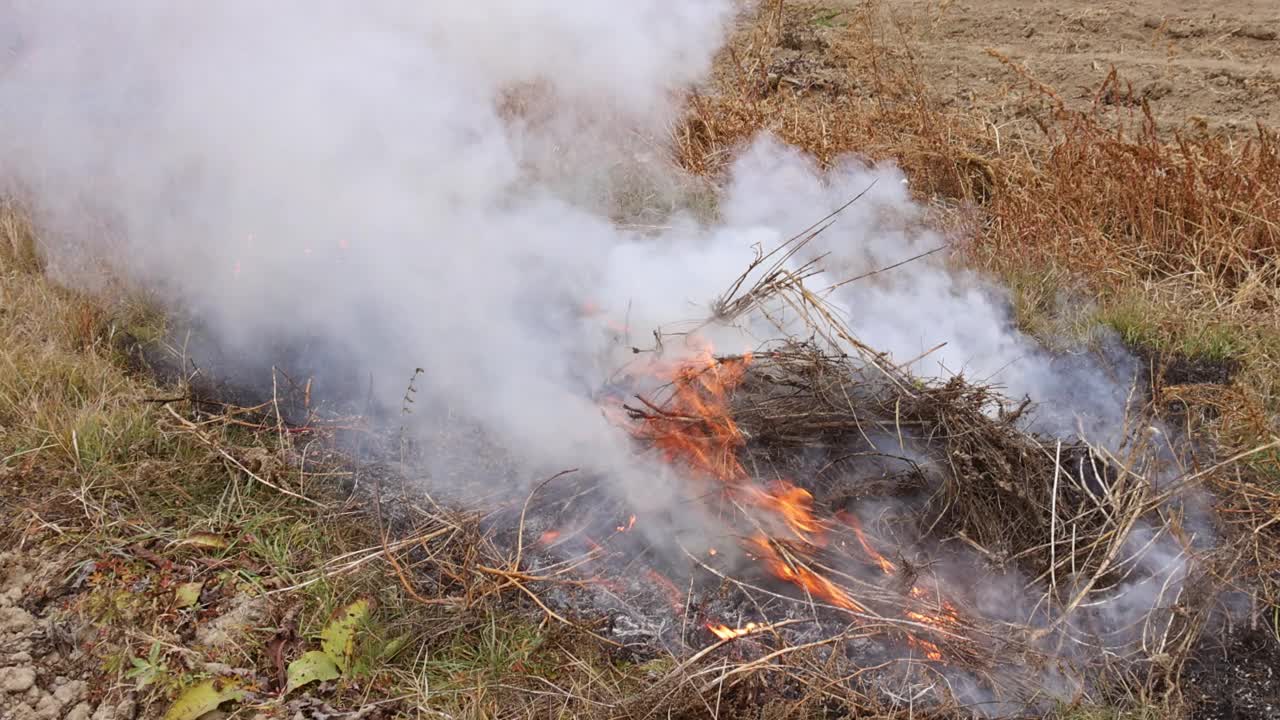 火焰烟燃烧的树叶燃烧是有害的环境
