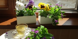 花盒里的三色紫罗兰和打开窗户前的一杯茶