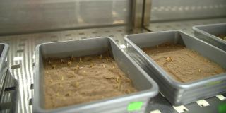 玉米种子发芽。特写镜头。实验室容器中装有玉米种子样品、幼苗，在土壤中发芽。培育改良作物品种。测试谷物发芽