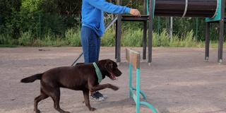 一个女人和一只拉布拉多猎犬在操场上训练狗。训犬人或宠物主人教狗遵守命令