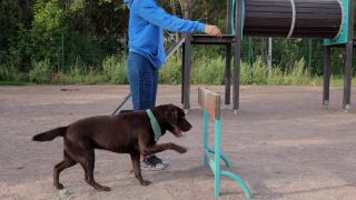 一个女人和一只拉布拉多猎犬在操场上训练狗。训犬人或宠物主人教狗遵守命令视频素材模板下载