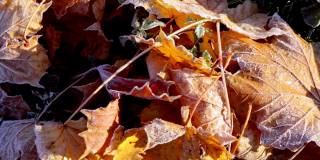 第一次晨霜在一个干燥的枫叶落下。特写镜头。副本的空间。横幅。深秋。天气预报背景。自然的细节。冬天的季节。前视图。打扫花园。有机肥料