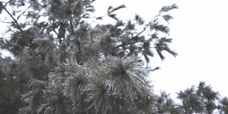 被冰覆盖的松树在一阵风中摇摆。第一次霜冻。世界气候变化。本空间