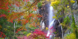 美丽的秋叶和瀑布的图像