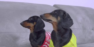 两只可爱的腊肠狗穿着色彩鲜艳的t恤坐在沙发上四处张望。小狗想吃东西或想玩
