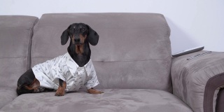 一只穿着白衬衫的可爱漂亮的腊肠犬坐在家里的沙发上，环顾四周。狗为参加晚会而盛装打扮
