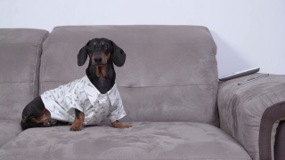一只穿着白衬衫的可爱漂亮的腊肠犬坐在家里的沙发上，环顾四周。狗为参加晚会而盛装打扮视频素材模板下载