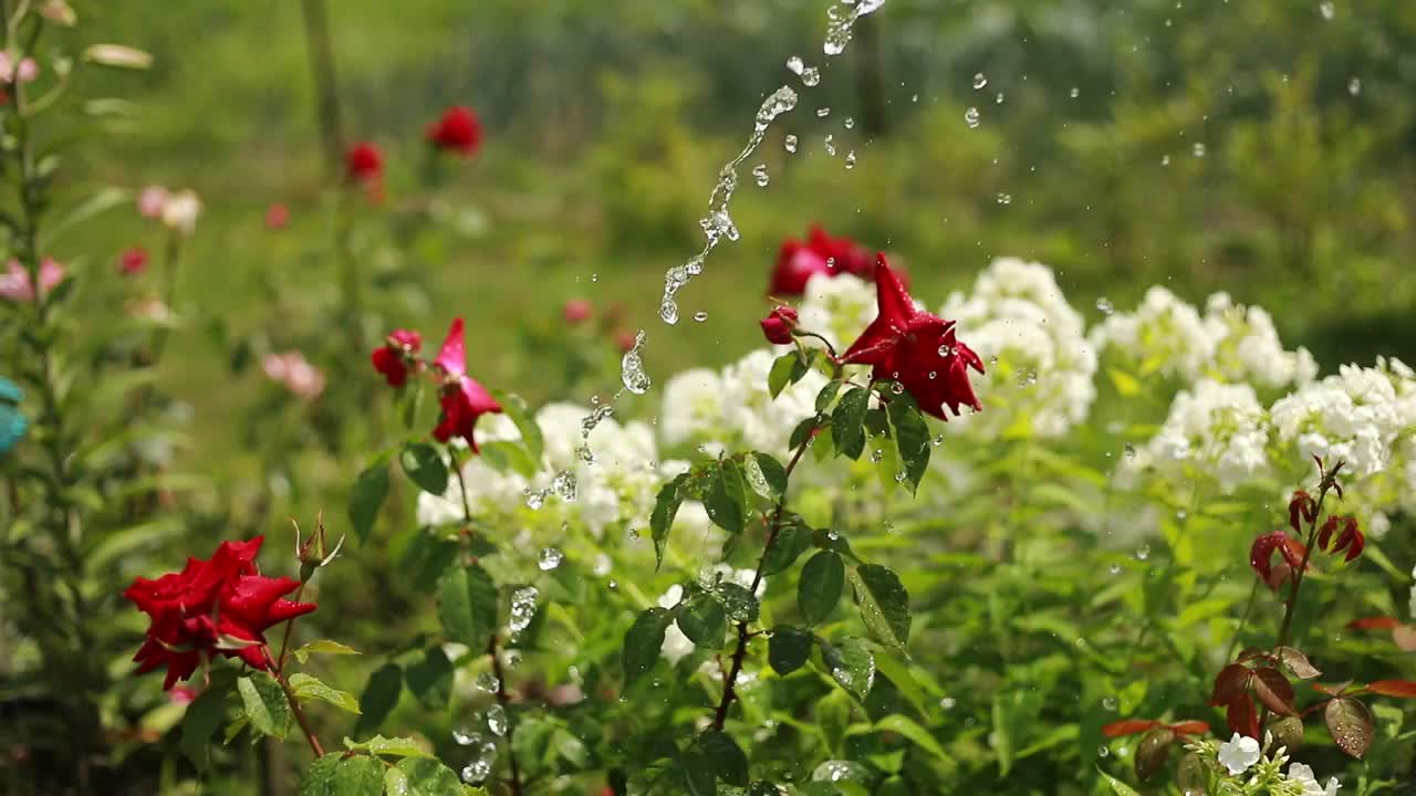 水滴下落:浇水的过程，美丽的盛开的花朵-红色的玫瑰在公园，花园。园林、开花、自然、花卉、装饰理念。花园用软管洒水器喷水。