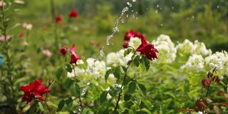 水滴下落:浇水的过程，美丽的盛开的花朵-红色的玫瑰在公园，花园。园林、开花、自然、花卉、装饰理念。花园用软管洒水器喷水。
