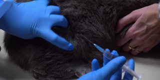 在猫的大腿上注射疫苗。兽医宠物护理。在兽医诊所为宠物接种疫苗。
