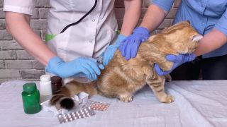 兽医用注射器给姜猫接种疫苗。兽医助理医生手牵宠物在兽医诊所视频素材模板下载