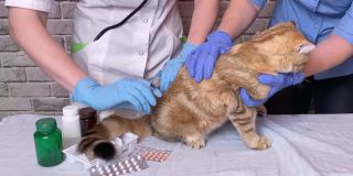 兽医用注射器给姜猫接种疫苗。兽医助理医生手牵宠物在兽医诊所
