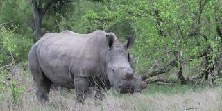 无角犀牛在长长的草丛中吃草，一头犀牛面对着镜头