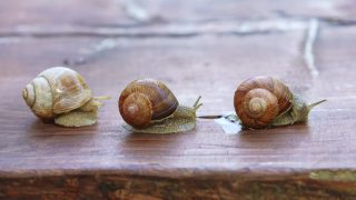 螺蛳或蜗牛是一种陆地蜗牛。勃艮第蜗牛在地上滑行。食用食用蜗牛。越来越多的蜗牛视频素材模板下载