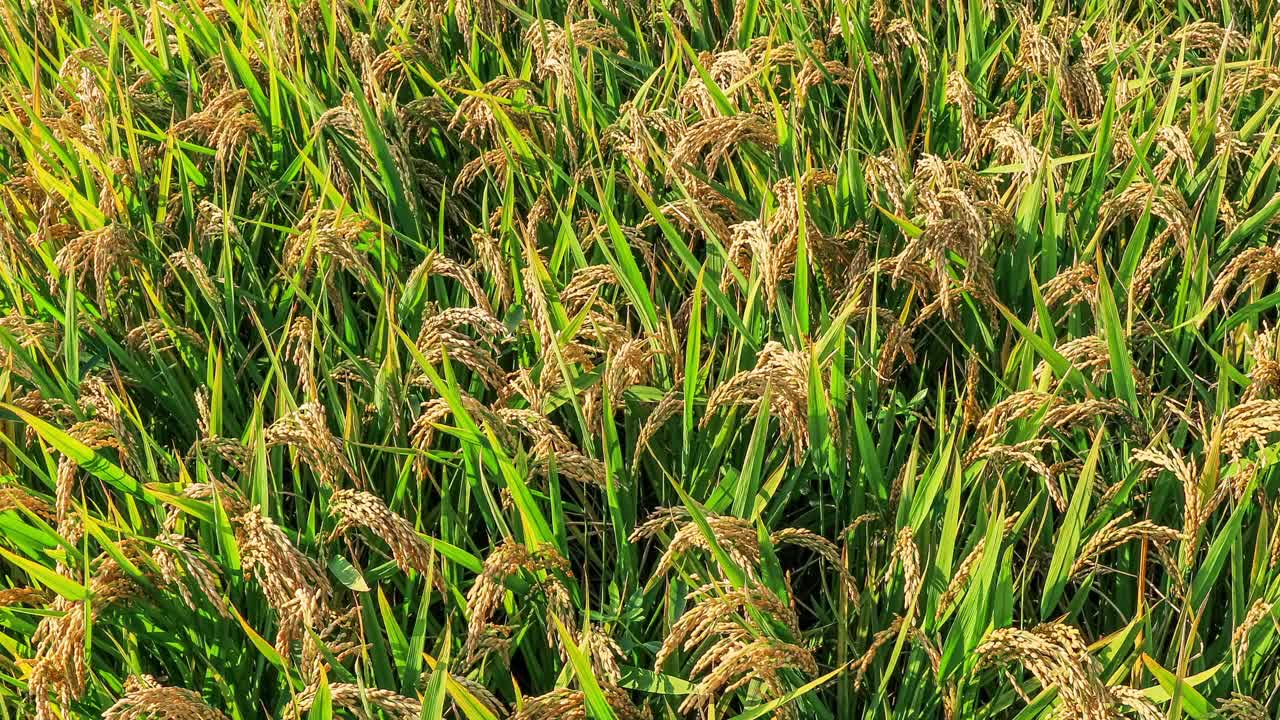 成熟的水稻在农田里