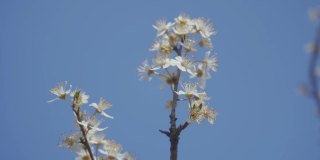 视频梅花开花和生长在一个蓝色的背景。盛开的小白花李。4K视频剪辑9:16比例。