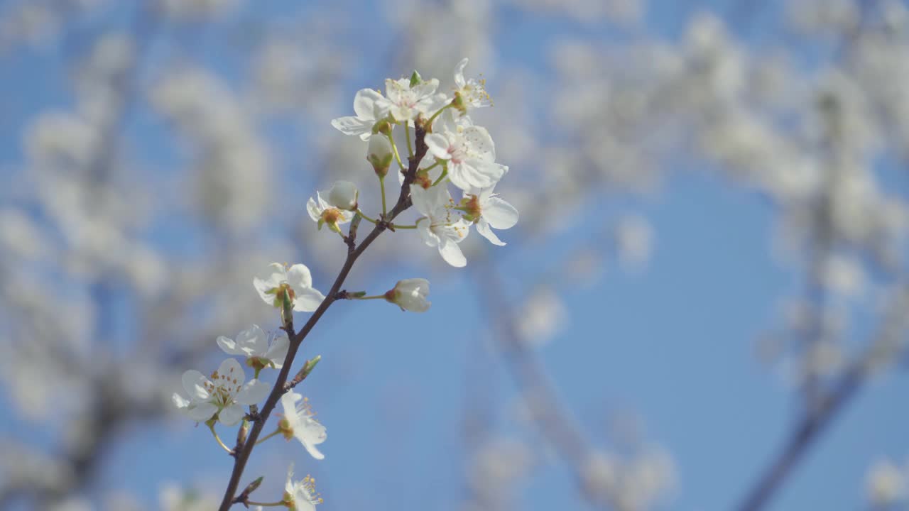 视频梅花开花和生长在一个蓝色的背景。盛开的小白花李。4K视频剪辑9:16比例。