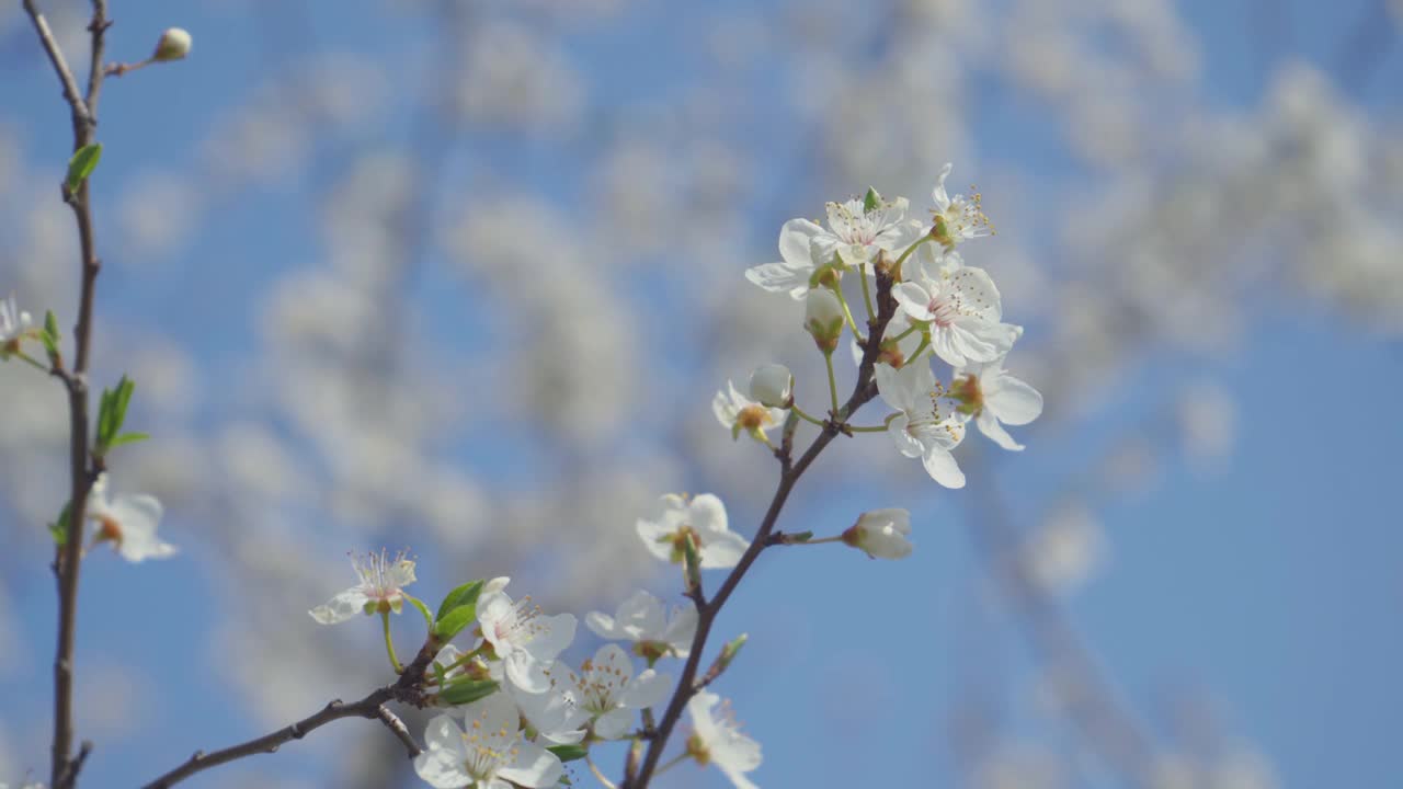 视频梅花开花和生长在一个蓝色的背景。盛开的小白花李。4K视频剪辑9:16比例。