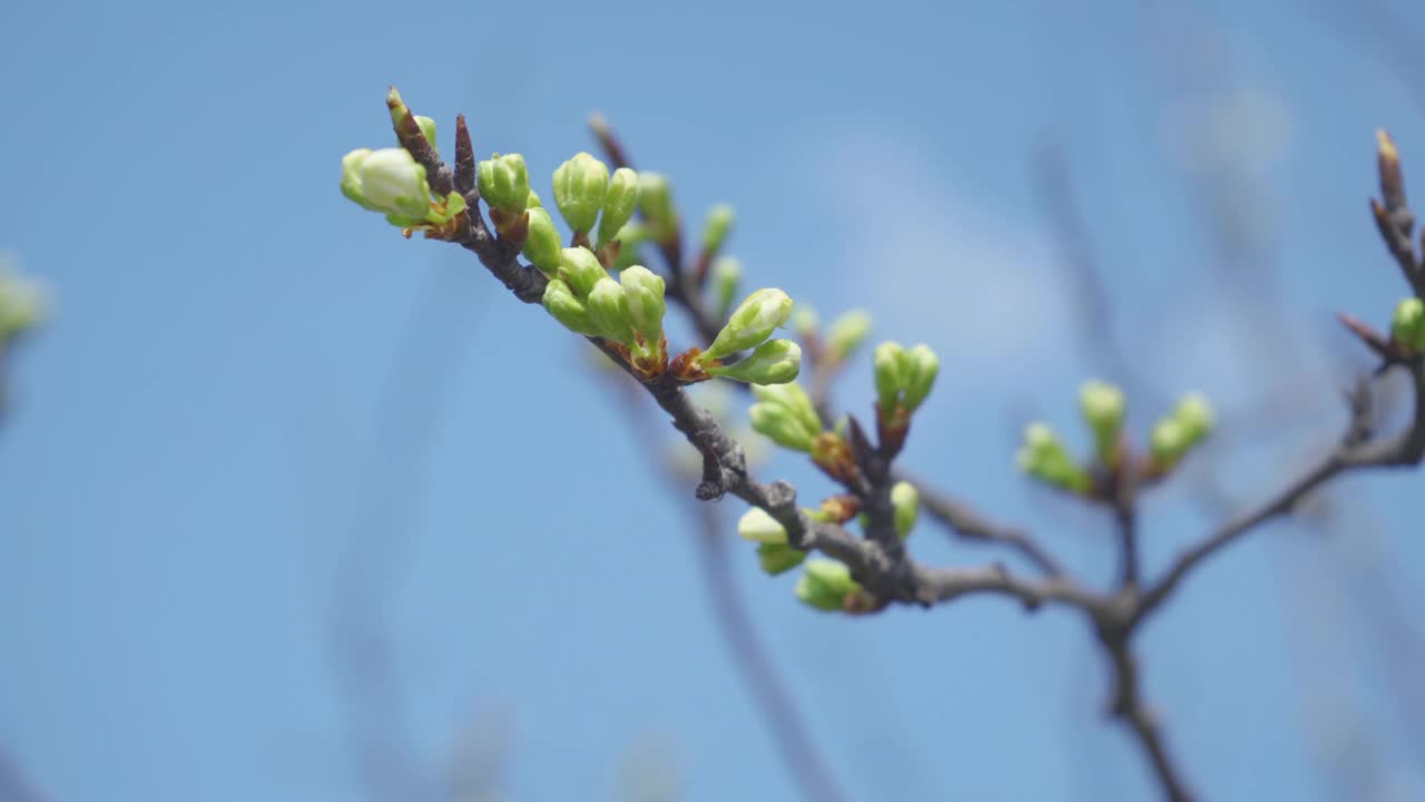 视频梅花开花和生长在一个蓝色的背景。盛开的小白花李。4K视频剪辑9:16比例。