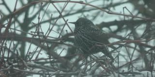 冬天，斑点椋鸟栖息在树枝上，细雪霏霏