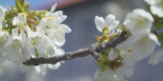 4k视频剪辑的甜樱桃树花开花和生长在蓝色的背景。鸟李属开花的白色小花。视频9:16的比例。