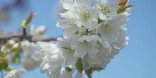 4k视频剪辑的甜樱桃树花开花和生长在蓝色的背景。鸟李属开花的白色小花。视频9:16的比例。
