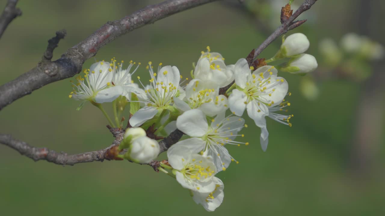 视频梅花开花和生长在一个蓝色的背景。盛开的小白花李。4K视频剪辑9:16比例。