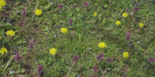4k视频剪辑的蒲公英花开花和生长在草地上的背景。蒲公英盛开的花。