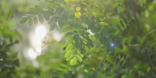 4k股票视频镜头美丽的阳光绿色夏季景观。近距离观察新鲜的绿色树叶的树木与神奇的日落闪闪发光的阳光星星透明通过树叶和树枝
