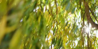 实时4k视频镜头美丽迷人的柔和阳光通过绿色和黄色的柳树叶子外面。近景树枝在前景和模糊的散景树枝在背景