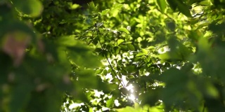 美丽的绿色充满活力的自然4k视频散景抽象背景。老树散焦的叶子，柔和的落日阳光透过树枝，微风吹过新鲜的树叶