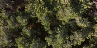 无人机拍摄的松树鸟瞰图