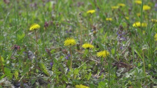4k视频剪辑的蒲公英花开花和生长在草地上的背景。蒲公英盛开的花。视频素材模板下载