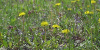 4k视频剪辑的蒲公英花开花和生长在草地上的背景。蒲公英盛开的花。
