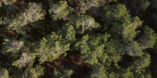 无人机拍摄的松树鸟瞰图
