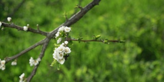 淡淡的春风吹在白花枝头