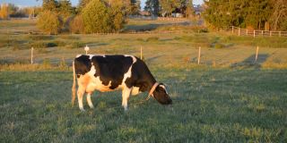 一只孤独的黑白奶牛在俄罗斯农场的绿色草地上吃草