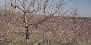 桃花盛开在蓝色的背景下水平格式视频剪辑4k视频。桃李在春天开花的视频。以晴朗的蓝天为背景。
