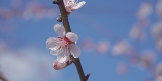 桃花盛开在蓝色的背景下水平格式视频剪辑4k视频。桃李在春天开花的视频。以晴朗的蓝天为背景。